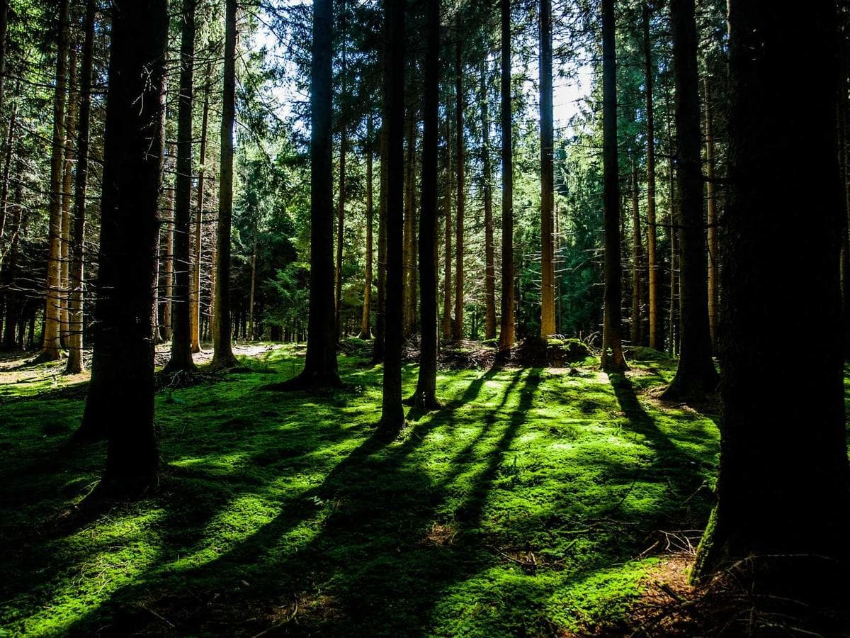 Lajnovaci barvy Rustic 060 hlavni obrazek