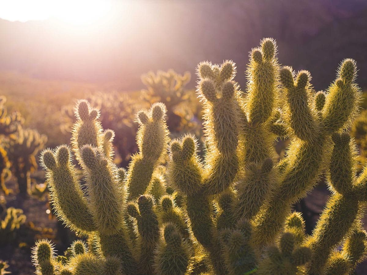 Aktivatory Electronic 083 hlavni obrazek