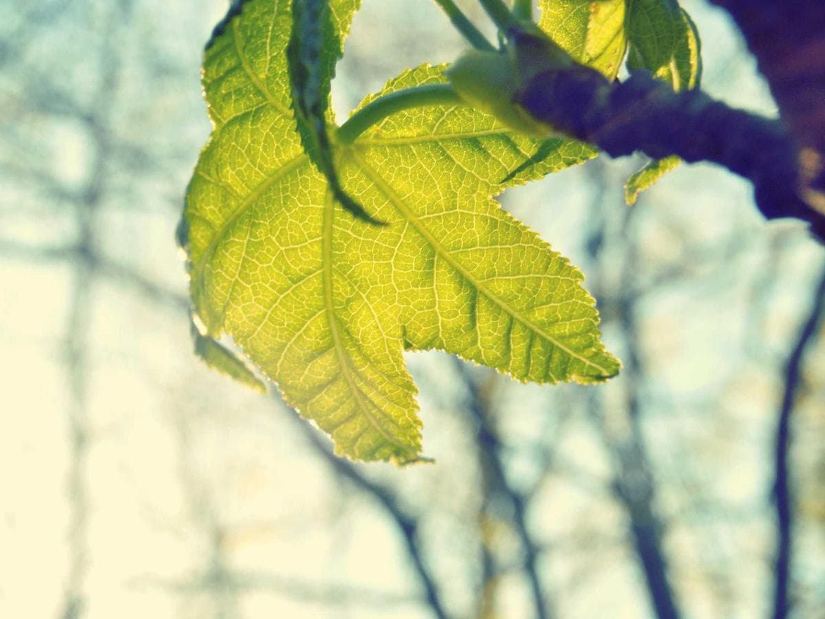 Airless Gorgeous 132 hlavni obrazek