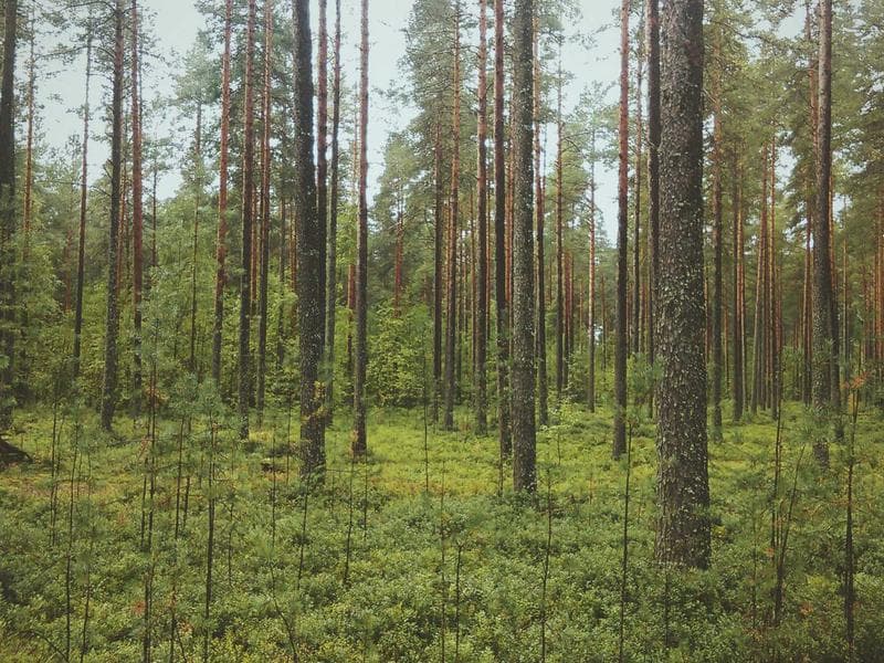 Odmastece Generic 140