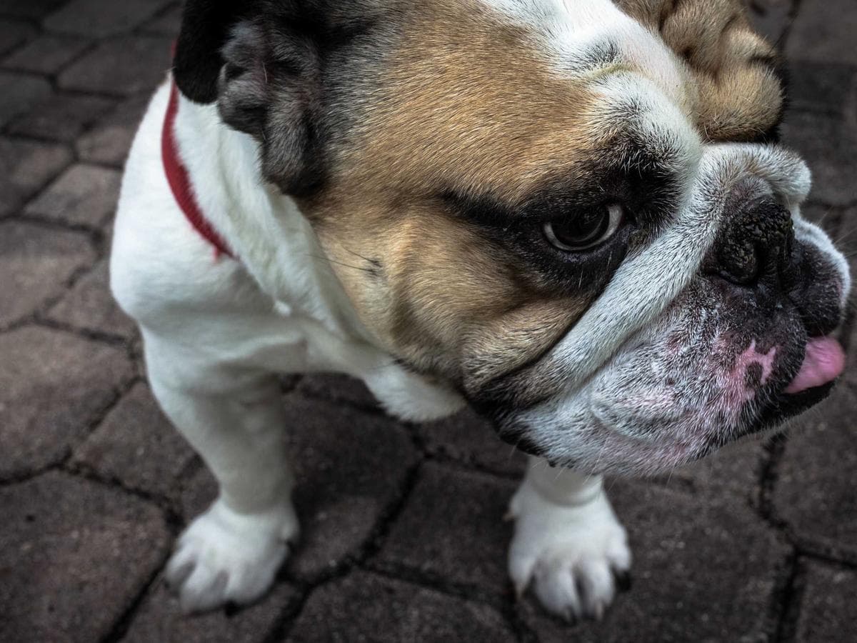 Airmix Licensed 223 detail