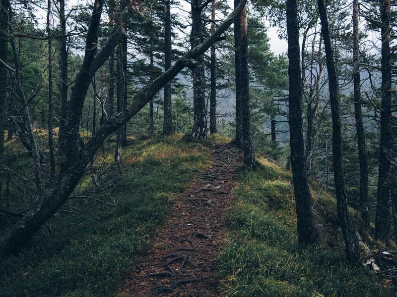 Odmastece Ergonomic 230