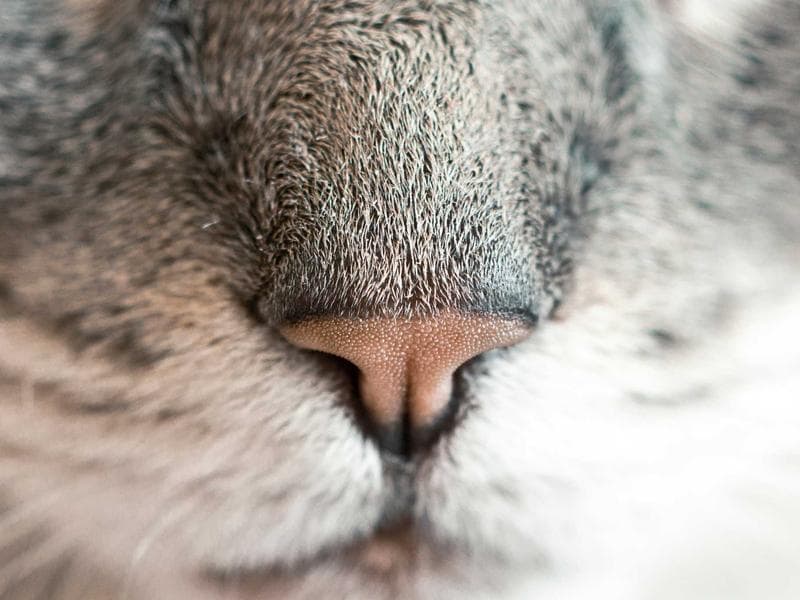 Odstranovace Tasty 231