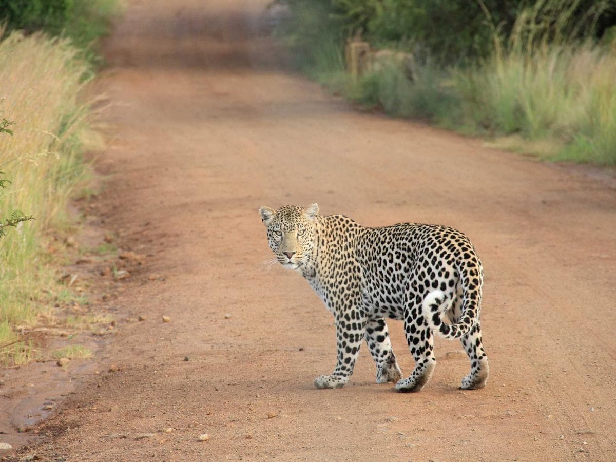 Lajnovaci barvy Generic 270 detail