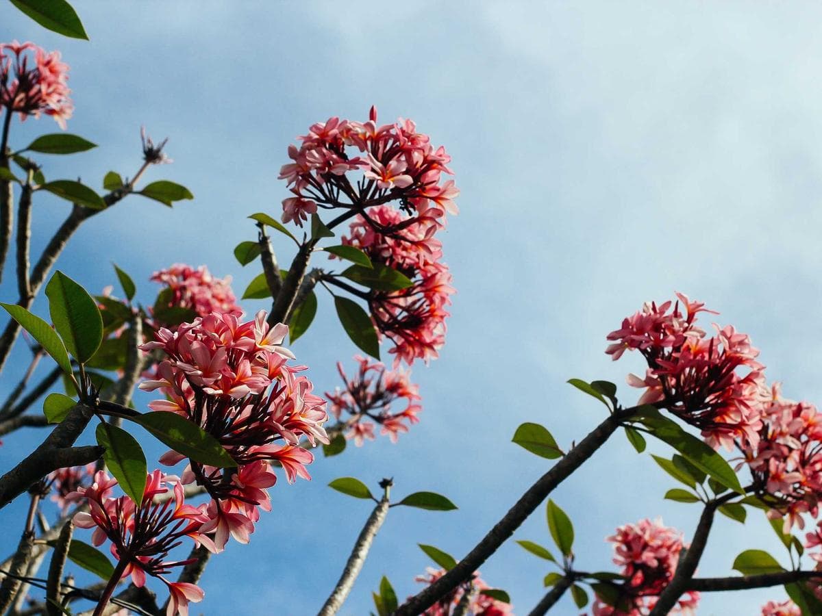 Tmely 1K Tasty 273 detail