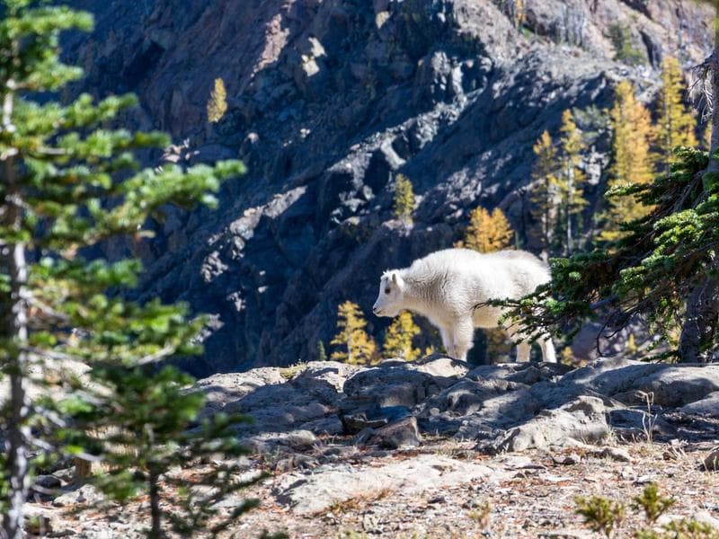 Respiratory Recycled 294